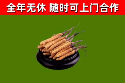 海淀烟酒回收冬虫夏草.jpg